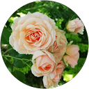 O-kb “reeeina” Reeeina